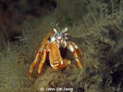 Our waters can be grey, but these heremite lobsters make ... by John De Jong 